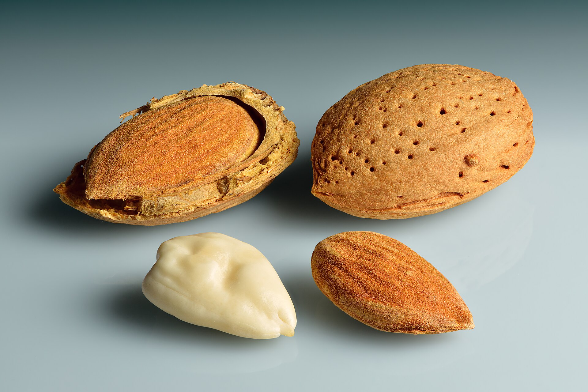 In-shell, natural & blanched kernels