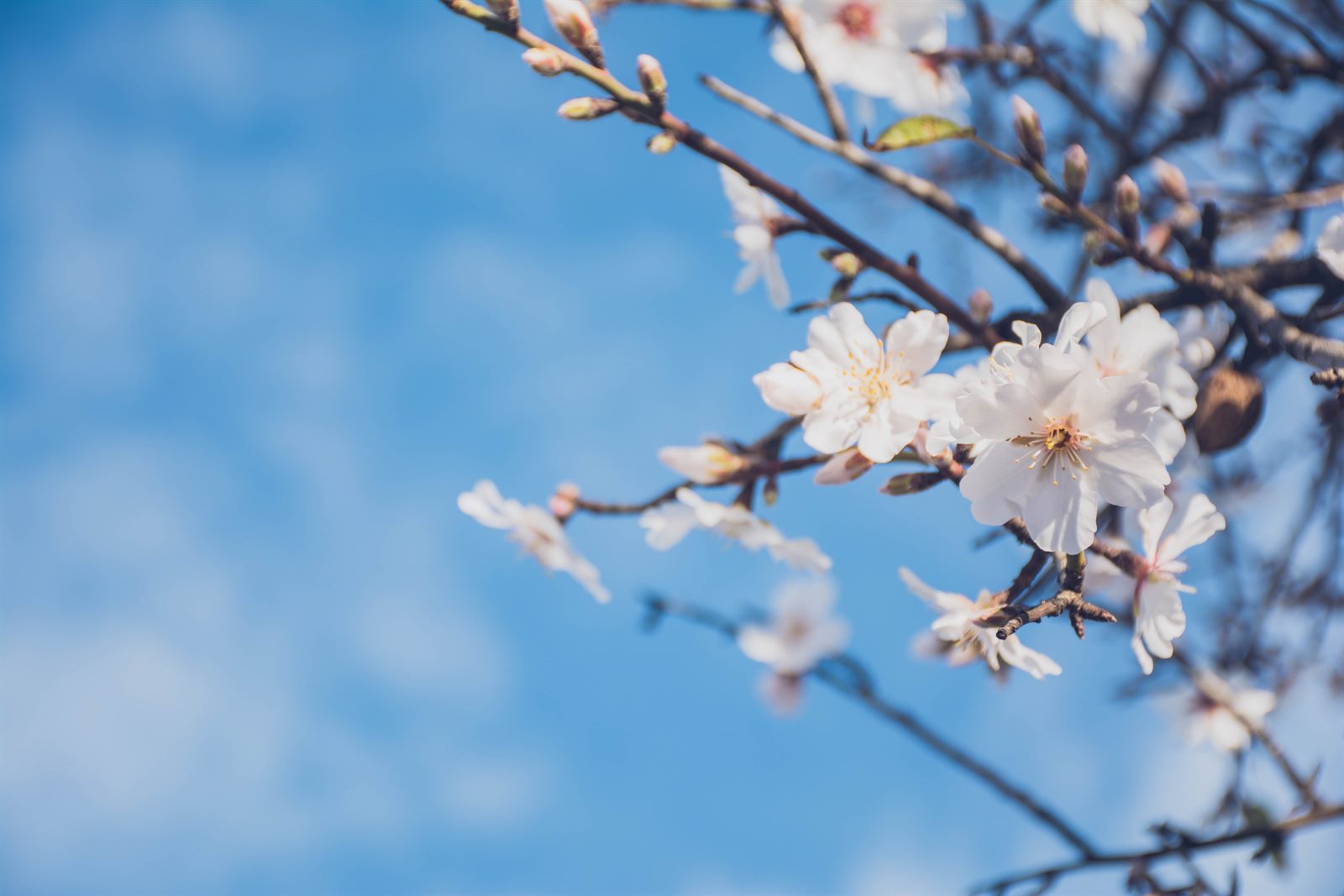 2026 California Almond Crop: What Buyers Should Watch This Season