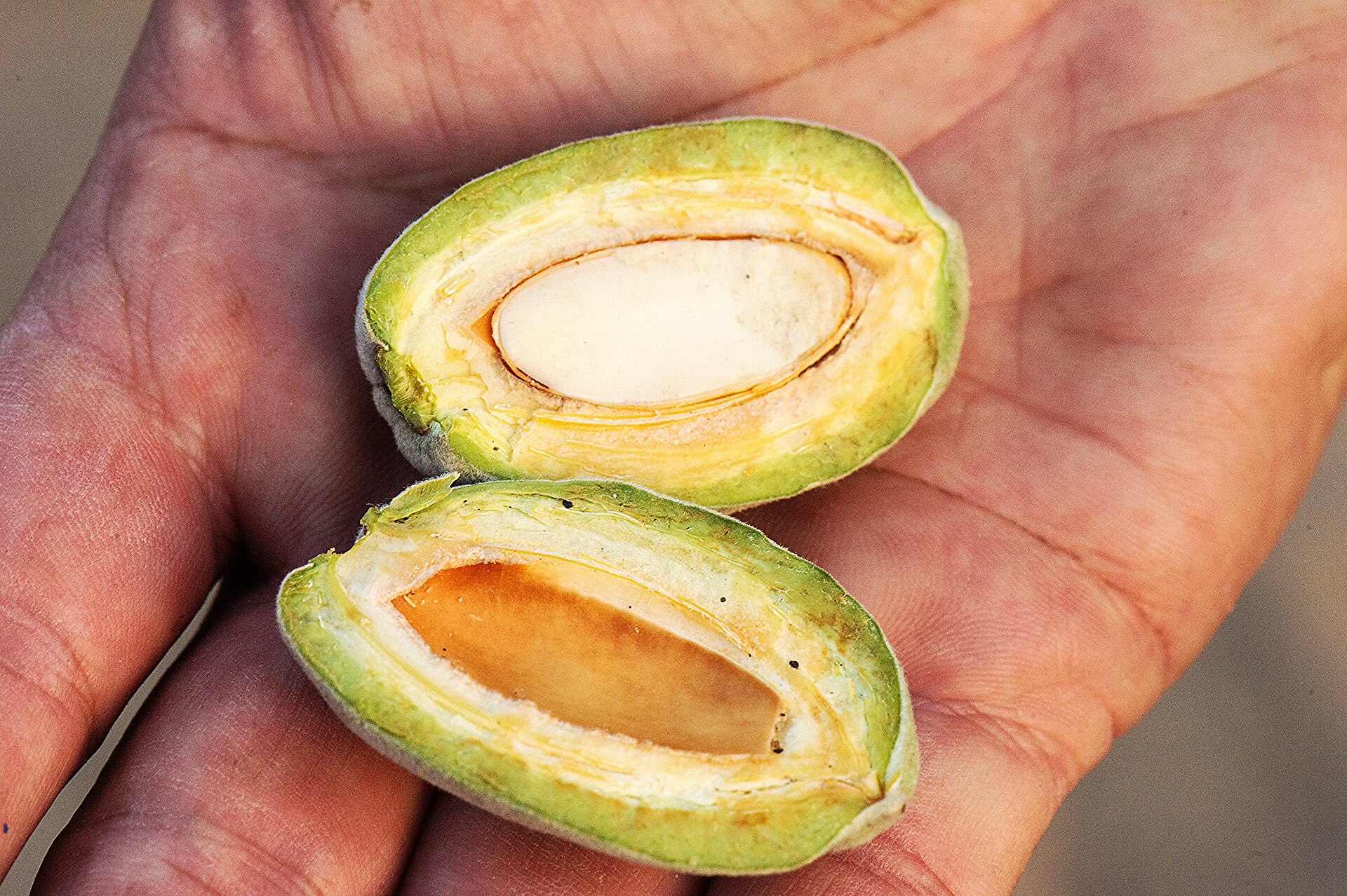 From Bloom to Harvest: A Year in a California Almond Orchard