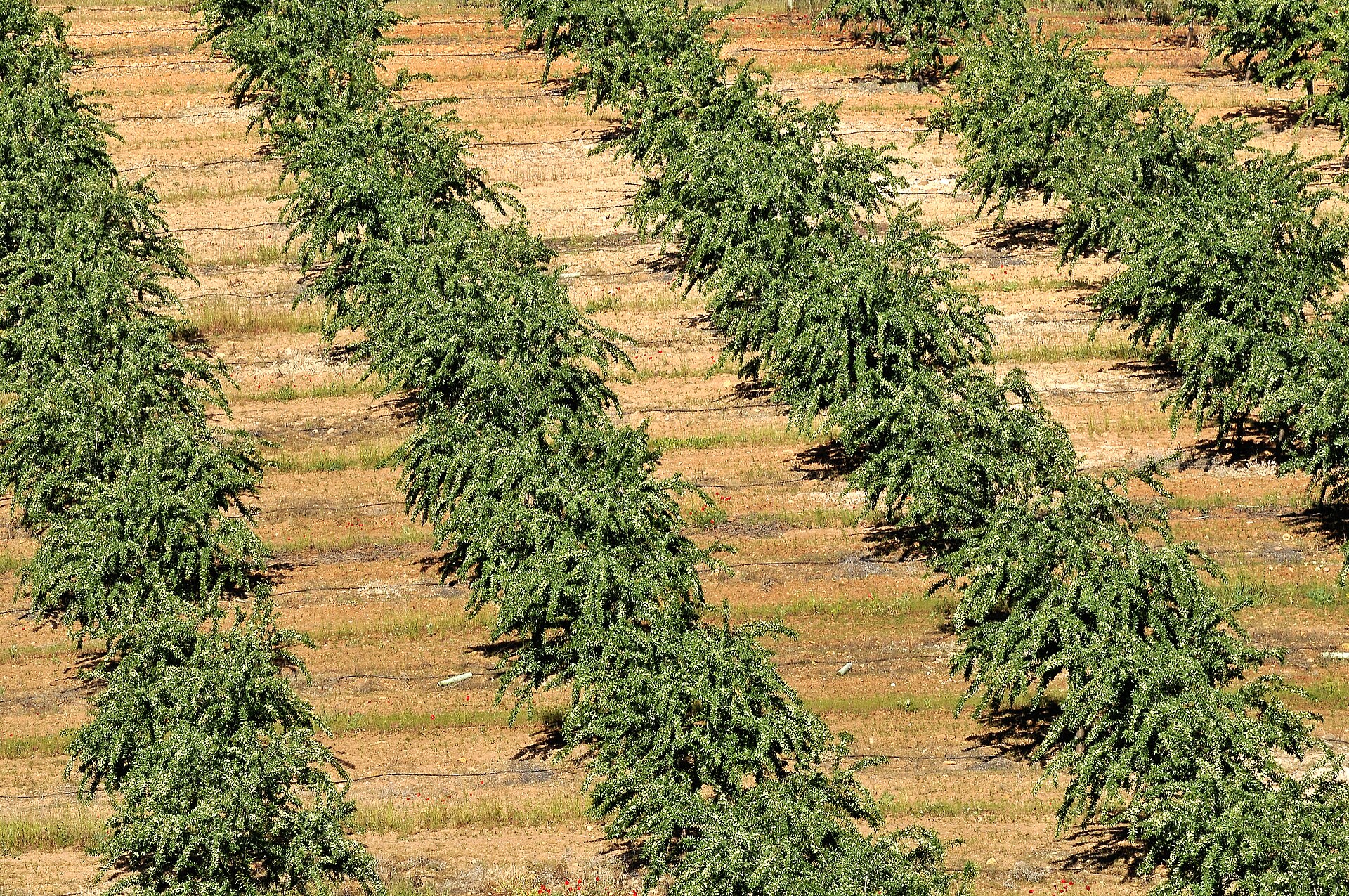 Almond Shipment Trends: Export Demand Holds Firm Across Asia and the Middle East
